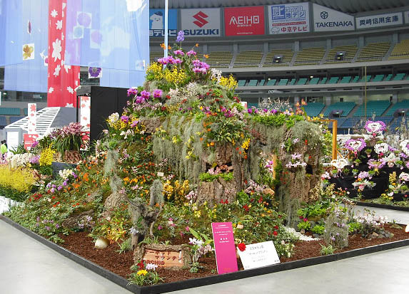 2009年 名古屋国際蘭展(名古屋ドーム)にて、優良賞受賞した当店の胡蝶蘭作品