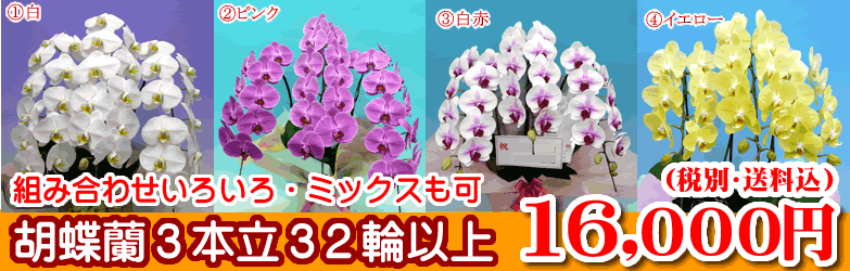 組み合わせいろいろ・ミックスも可!胡蝶蘭3本立32輪以上 16,000円(税別・送料込)