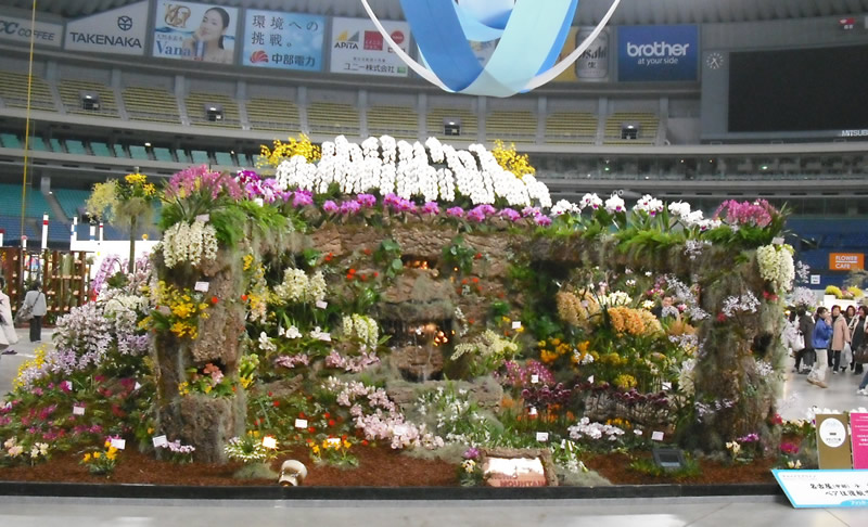 2010年 名古屋国際蘭展(名古屋ドーム)にて、最優秀賞&グランプリ受賞した当店の胡蝶蘭作品